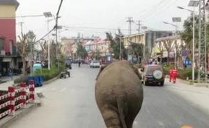 一雄性亚洲象破坏9辆车后闯入勐海人口密集区，所幸未致死伤