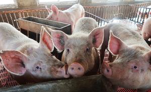 应对非洲猪瘟防控，安徽推进生猪屠宰标准化建设