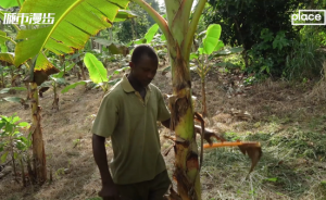 加纳：可可地图项目助流动农夫维持生计