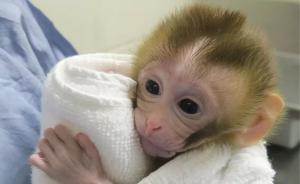组织移植产生的精子成功生出小猴子，为患癌男孩带来生育曙光
