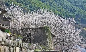 浙江这个悬崖边的村庄，美得好像被“棉花糖”包围