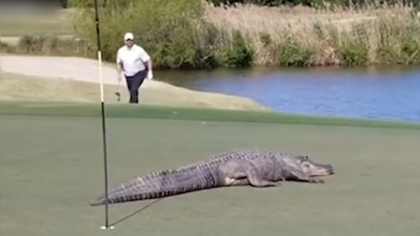 鳄鱼闯进高尔夫球场，脚步声似恐龙来袭