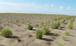 为改善生态，他在沙漠上种植了5000亩植被