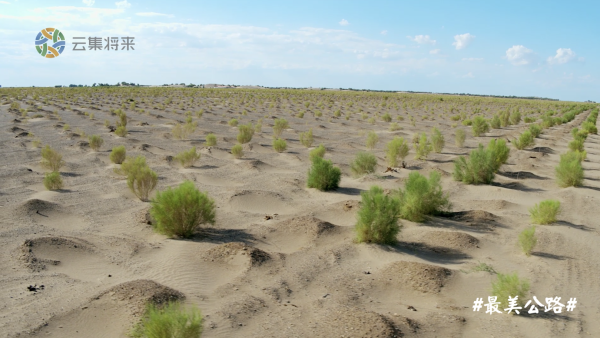 为改善生态，他在沙漠上种植了5000亩植被