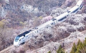 直播录像丨北京居庸关建“花海栈道”，看列车穿越满山春花