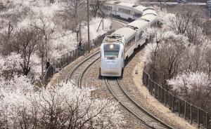 北京居庸关“花海列车”，人潮中驶向春天