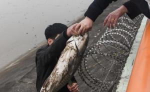 潮水退去大鱼搁浅，杭州市民涉险翻越堤坝捡20斤大鱼