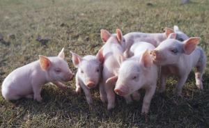 仔猪价逼近千元：猪指数已飙涨84%，猪周期大反弹还有多远