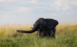 偷猎团伙闯入南非国家公园，一人被大象攻击而死