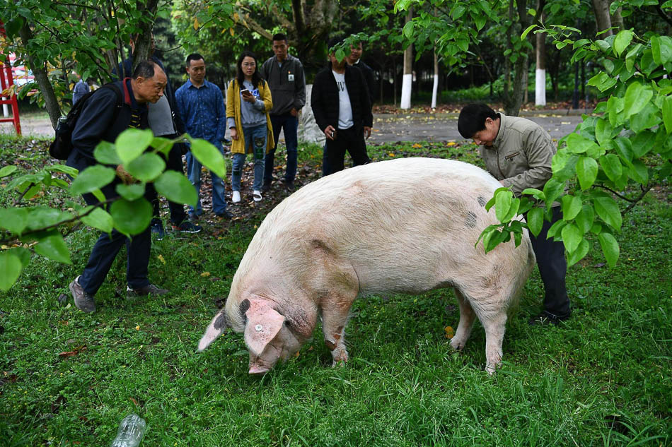 08-VCG1112066537402019年4月10日，成都。12岁的汶川地震“猪坚强”在专职饲养员照料下，在四川建川博物馆内享受着幸福的“晚年生活”。“猪坚强”吸引游客围观。如今，汶川地震近11年过去，“猪