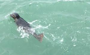 24头斑海豹放归辽东湾，农业农村部：将以强力措施加强保护