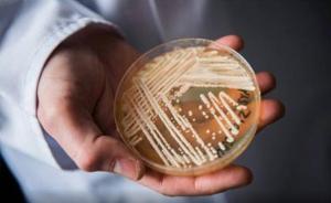 美国暴发“超级真菌”，专家：上海暂无病例一般不感染健康人