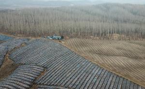 黑龙江六千亩密林疑被毁种人参，官方回应：已成立调查组