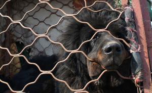 深圳拟禁养25种烈犬，土狗和英国斗牛犬从禁养名单移除