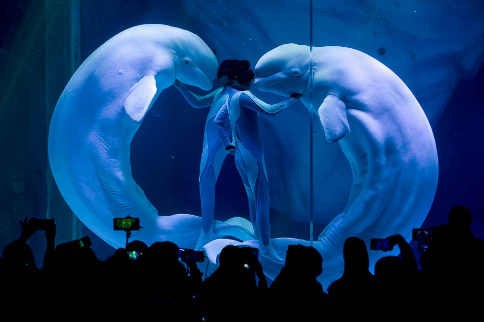 04-2019年4月15日，上海海昌海洋公园表演场内，伴着美妙的音乐，两名身穿骑士服的驯养师和三只可爱的大白鲸从水中游来，在蔚蓝的海水中，他们时而唯美旋转，时而甜蜜亲吻……展现了一场美
