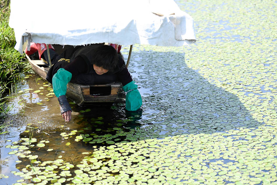 2019年4月15日，杭州西湖区双浦镇湖埠村，村民首日开始采摘西湖莼菜。在采摘现场，一些妇女正趴在池塘的小船上采摘西湖莼菜，她们一天在船上要干10个小时，采的手都变麻木了。现在刚刚采
