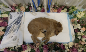 80后媒体人辞职当宠物殡葬师，3年送别6000只宠物