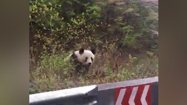 邮递员遇野生大熊猫坐路边：24年第一次