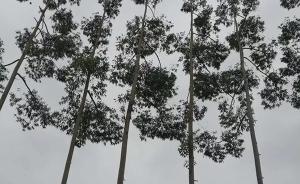 广西岑溪村民认为桉树导致其水源枯竭，起诉种植企业及村委会