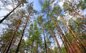 国家林草局：天然林保护工程实施以来中央财政投入超四千亿元