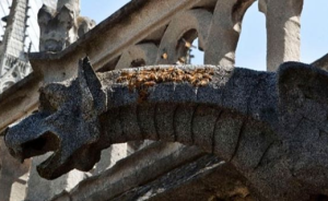 幸运！巴黎圣母院18万只蜜蜂全数幸存