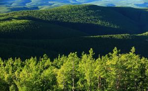 我国天然林资源连续增长，蓄积量达到136.71亿立方米