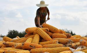 中国农业未来十年展望：玉米供求趋紧、进口量将增大
