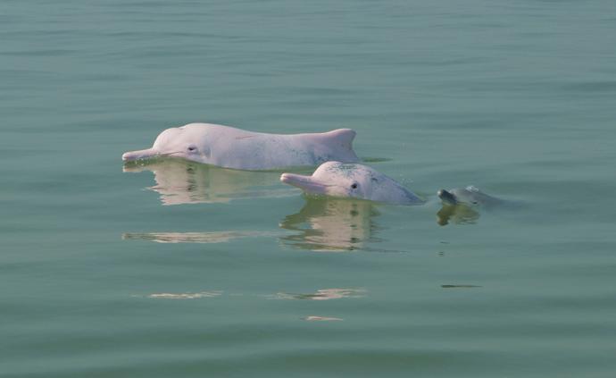 广西北海拟紧邻中华白海豚栖息地采砂，专家建议环评应更谨慎