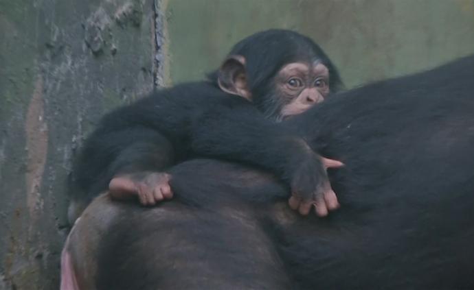 黑猩猩宝宝与游客见面，60年首繁育成功
