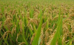 中国主导完成最大国际农业科技扶贫项目：绿色超级稻惠及亚非