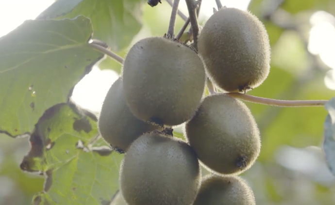 猕猴桃的秘密：原产地在中国，果树有雌雄之分