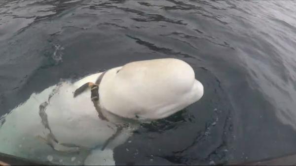 俄罗斯“间谍”？挪威发现身绑背带白鲸