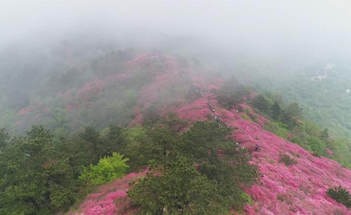 大別山的“紅飄帶”：航拍野生古杜鵑群落