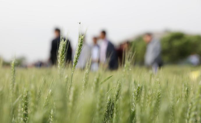 2019中国·温县第二届小麦种子产业博览会召开