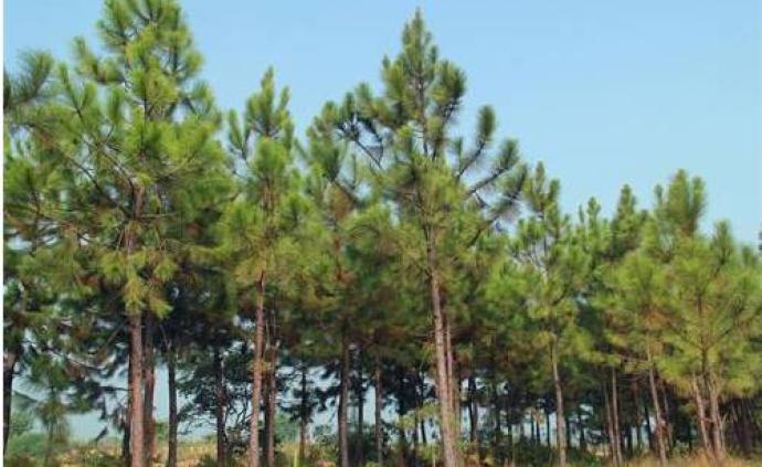 国家林草局：松树“癌症”松材线虫病严重威胁9亿亩松林安全