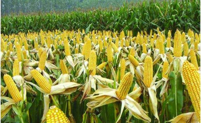 中国台湾批准了一项转基因棉花和一项转基因玉米用于食品