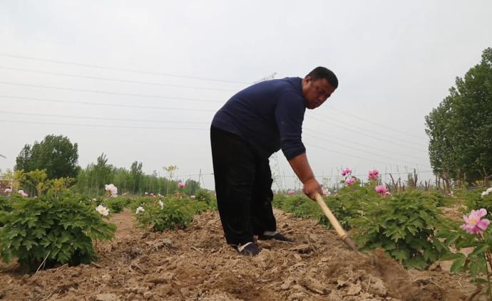 拳师承包田地种牡丹，被称“功夫花农”