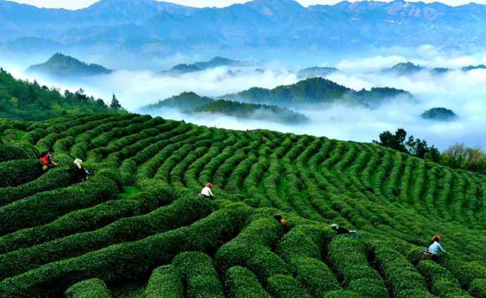 黔茶产业推介活动将在上海举行，成立上海黔茶中心