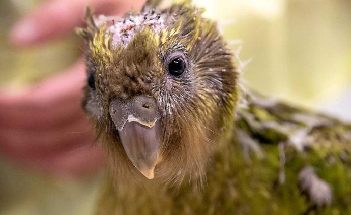 拯救极度濒危的鸮鹦鹉：新西兰完成全球首例鸟类脑部手术