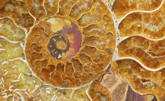 中国科学家在琥珀中发现史前海洋动物“菊石”
