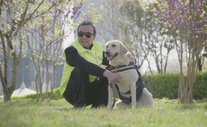中国1700万盲人却仅有200多只导盲犬，比大熊猫还稀少