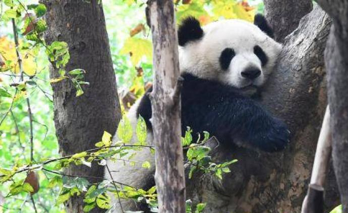中国大熊猫个体识别技术迎新突破：今后可“熊脸识别”大熊猫
