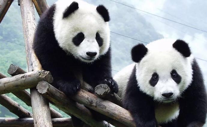 中国大熊猫国际形象6月将发布，中外人士座谈形象设计