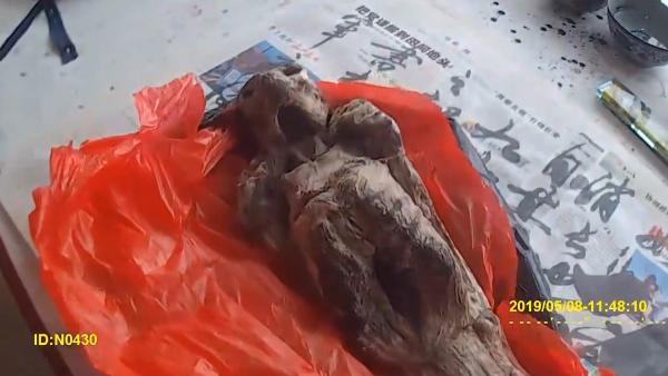 广西海关查获濒危保护动物黑叶猴骨架