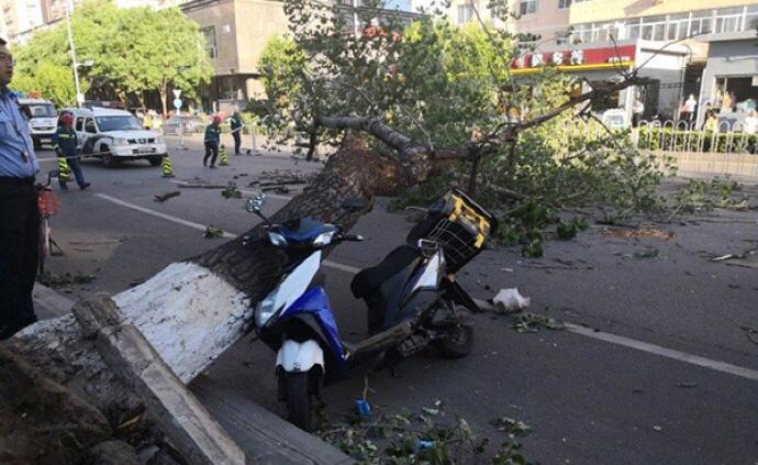 北京大风刮倒树木砸中外卖小哥，当事人因伤势过重离世