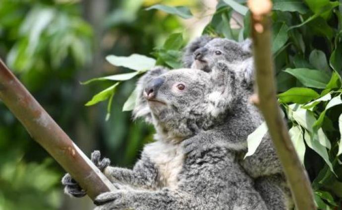 澳大利亚考拉出现“功能性灭绝”：无足够成年考拉繁衍后代