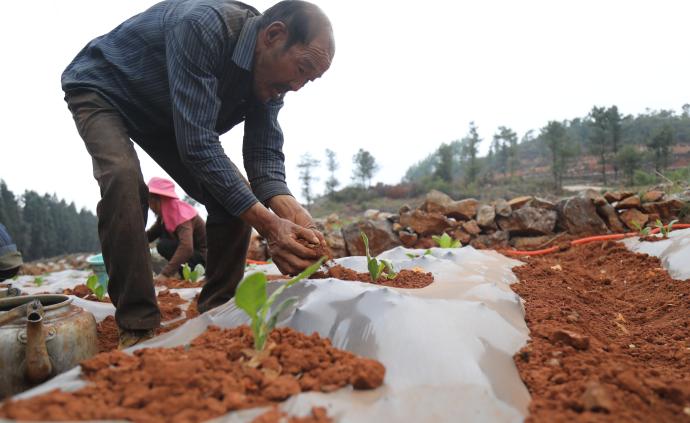 云南多地遭遇特旱，逾30万人饮水困难