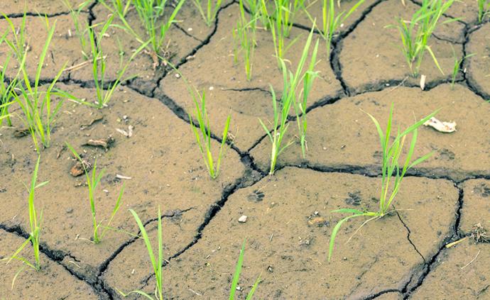 国家气候中心：我国多地旱象严重，吉林云南部分地区出现特旱