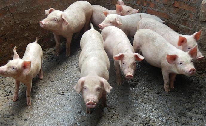 四川阿坝州：启动非洲猪瘟疫情Ⅳ级应急响应