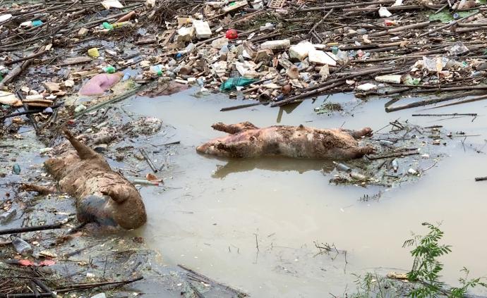 梧州江面现大量死猪漂流，官方否认猪瘟